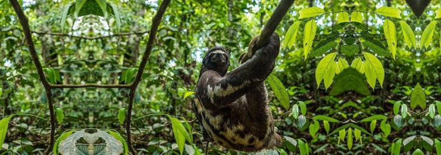 reserva nacional pacaya samiria