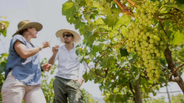Ruta del Pisco: descubre las bodegas y viñedos en Perú