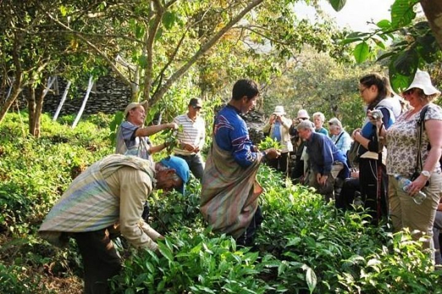 ruta del cafe en peru 5